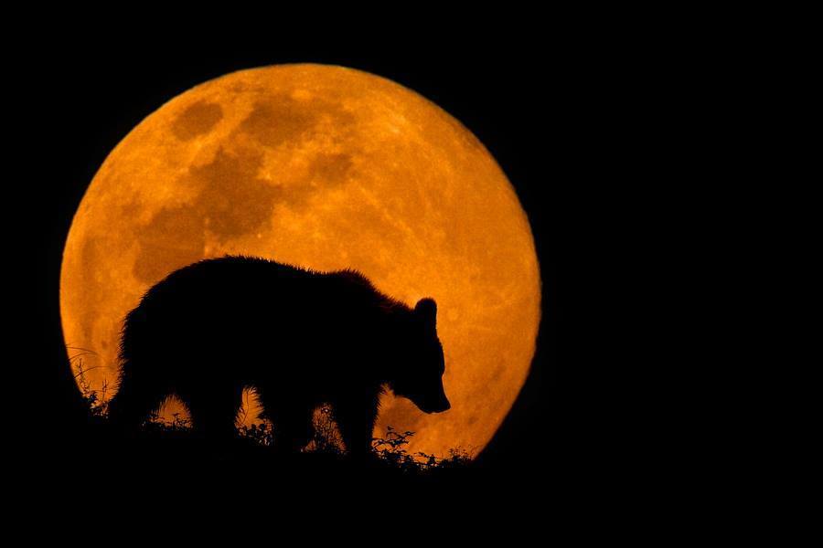bear moon
