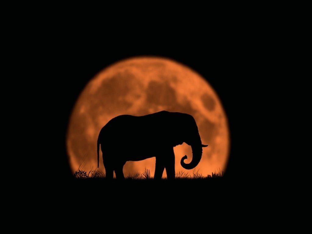 elephant moon