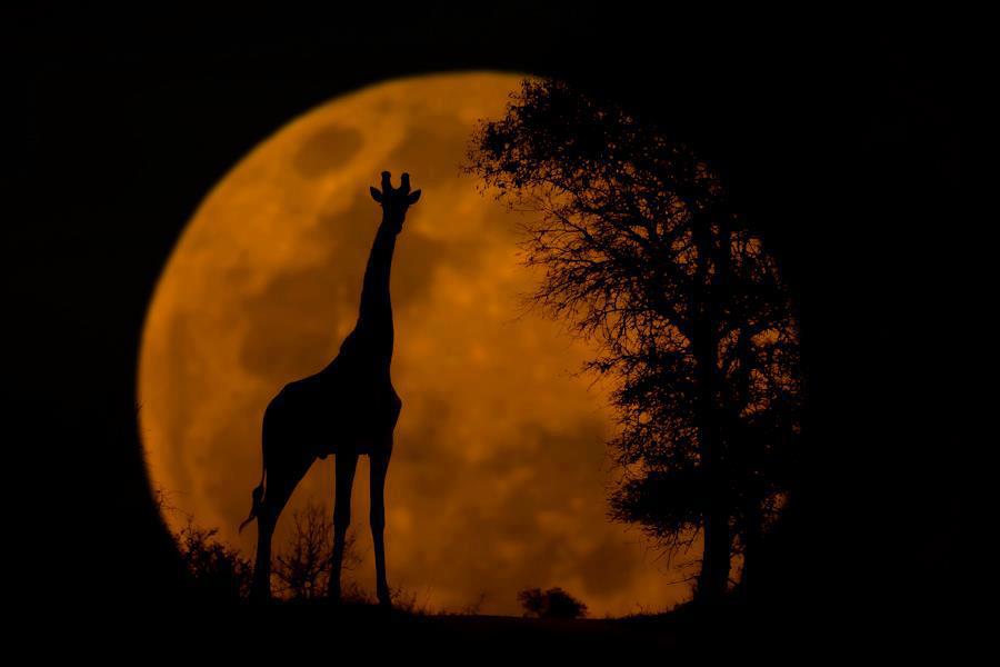 giraffe moon