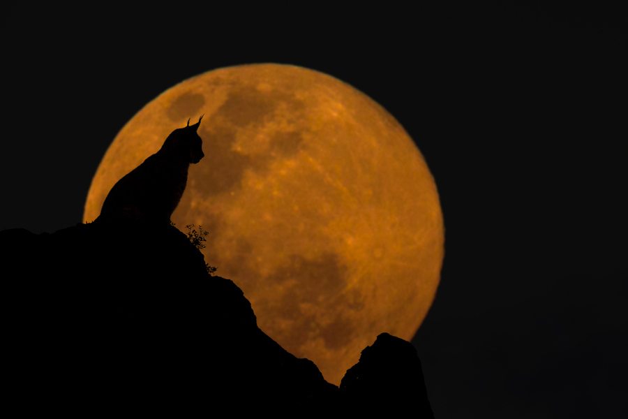 The newest addition to my composite series " Wildlife & The Moon ". In this image a silhouette of an Eurasian Lynx at sunset taken in Cabarceno blended with an image of a rising full moon. The feline was captured with a 300mm focal length while the the moon was shot at 600mm on a tripod.