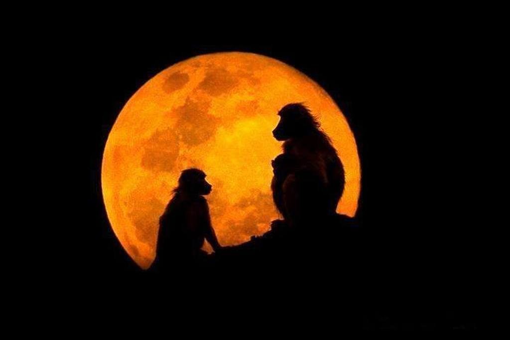 monkeys moon