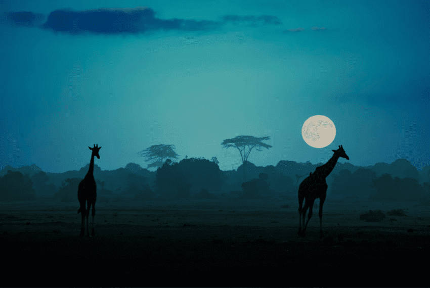 Giraffes Under the African Moon by Thomas Herzog 